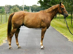 photo of horse with good conformation; the topline is shorter than the underline.